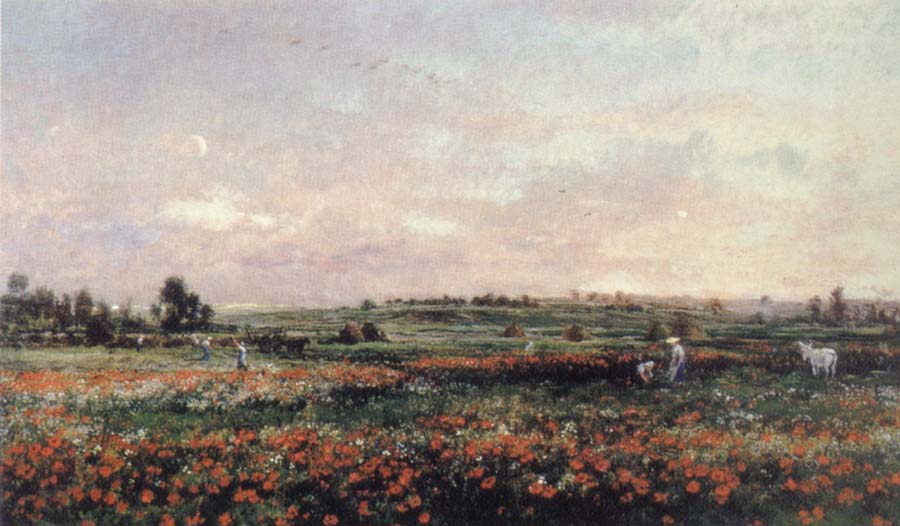 Poppy Field